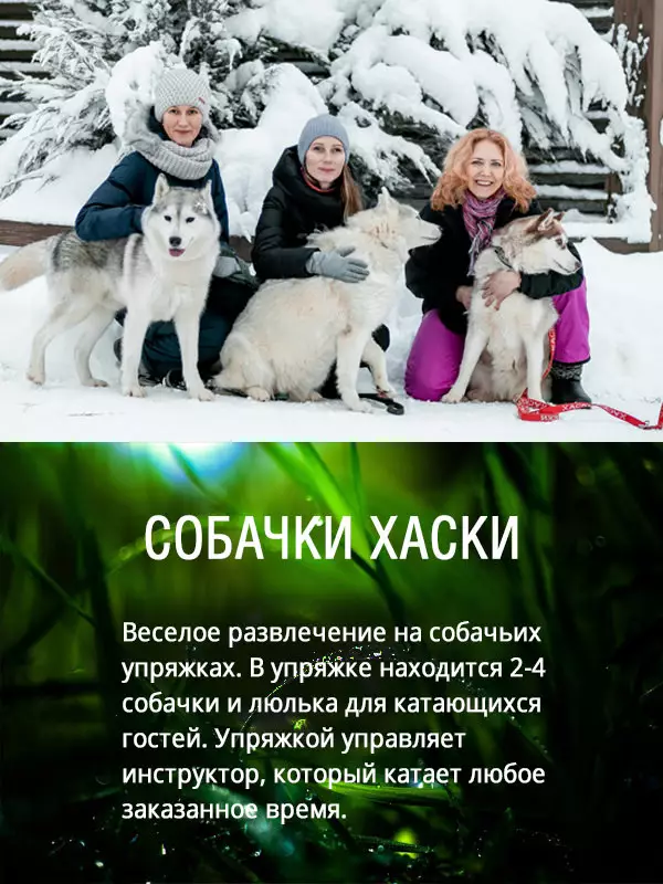 собаки хаски зимой